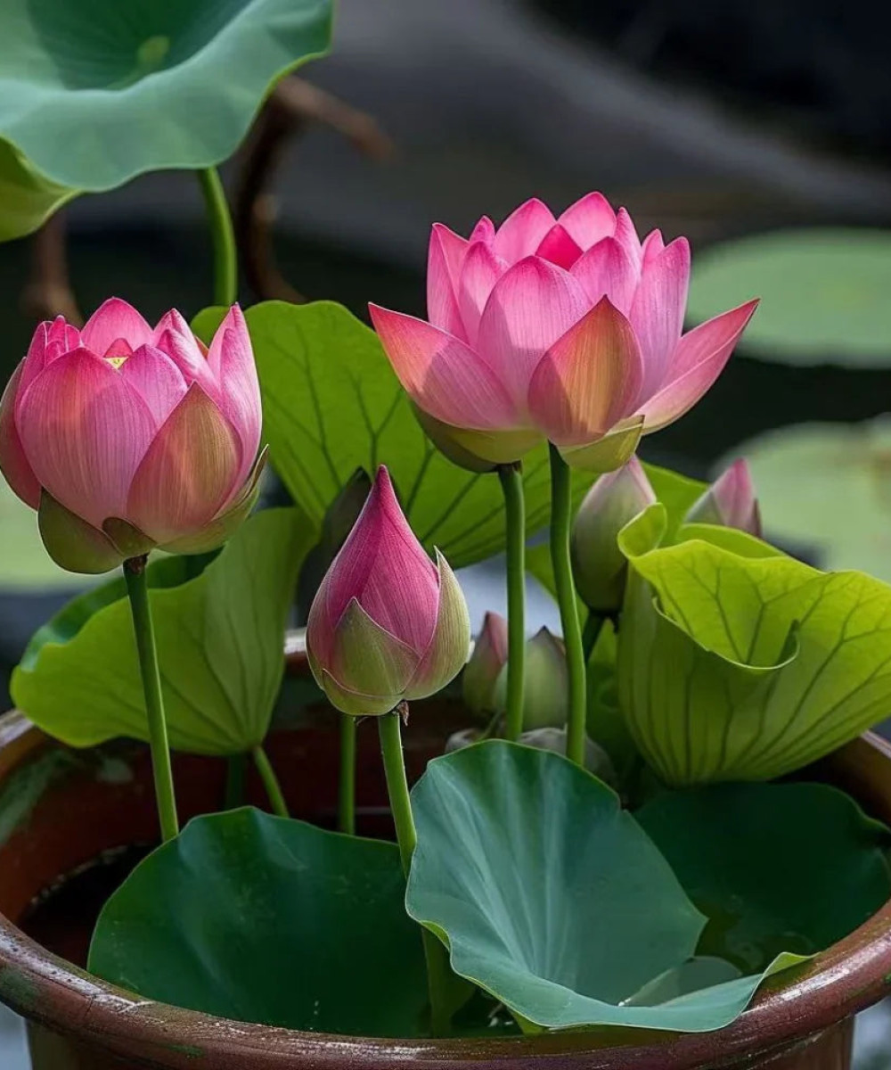 Japanese Bonsai Multicolour Bowl Lotus Seeds – 7 Days Germination (Buy 1 Get 1 Free)