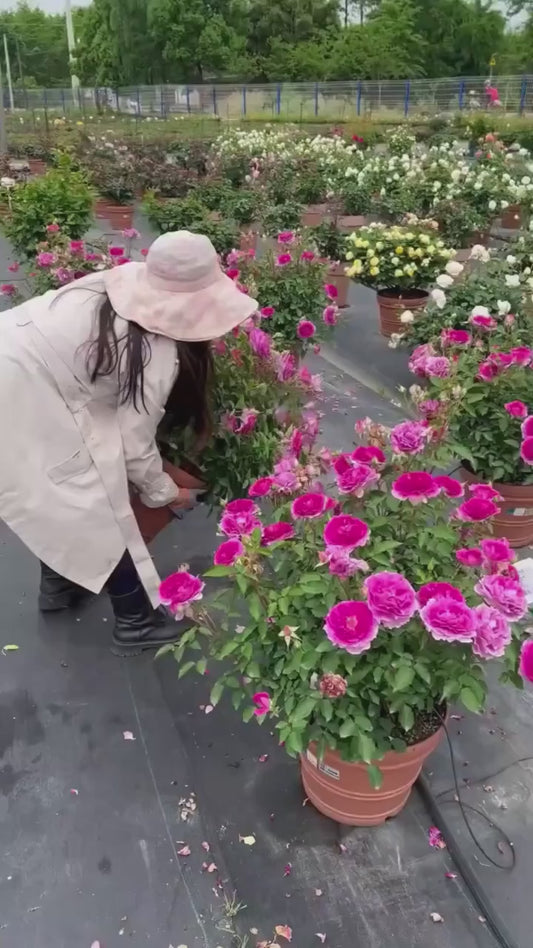 Elegant Climbing Rose Flower Seeds + Plant Growth Supplement